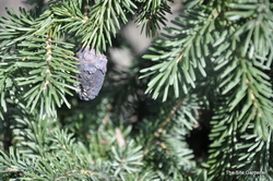 Picea purpurea — photo 4