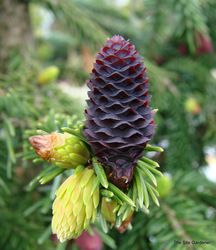 Picea purpurea — photo 5