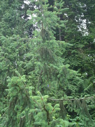 Picea sitchensis — photo 1