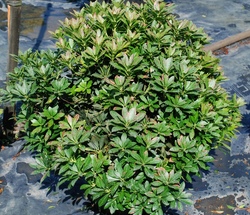 Pieris japonica 'Cavatine' — photo 2