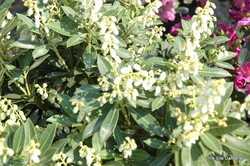 Pieris japonica 'Cavatine' — photo 3