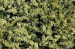 Pieris japonica 'Cavatine' — photo 4