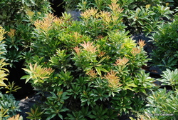 Pieris japonica 'Compacta' — photo 2
