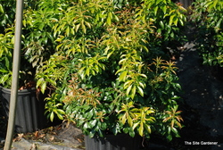 Pieris japonica 'Dorothy Wyckoff' — photo 3