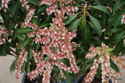 Pieris japonica 'Dorothy Wyckoff' — photo 4