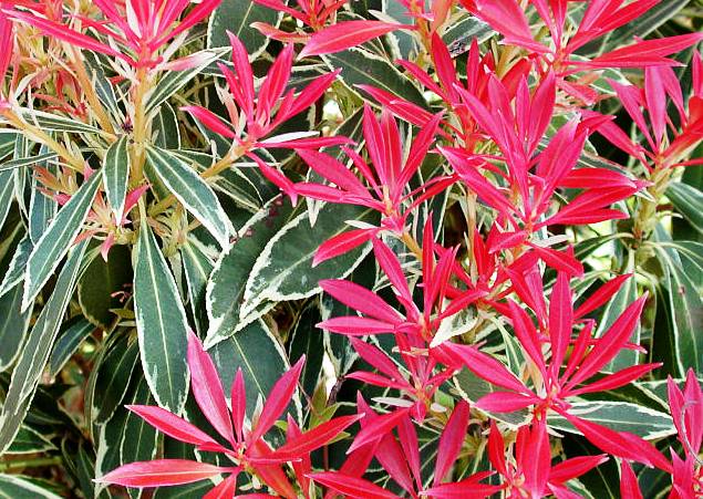 Pieris 'Flaming Silver'