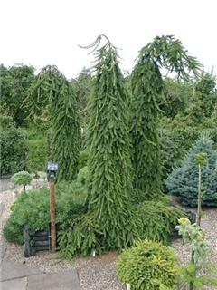 Sequoiadendron giganteum Pendula