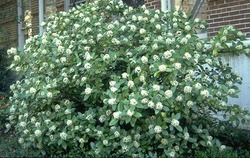 Skimmia japonica Male — photo 2