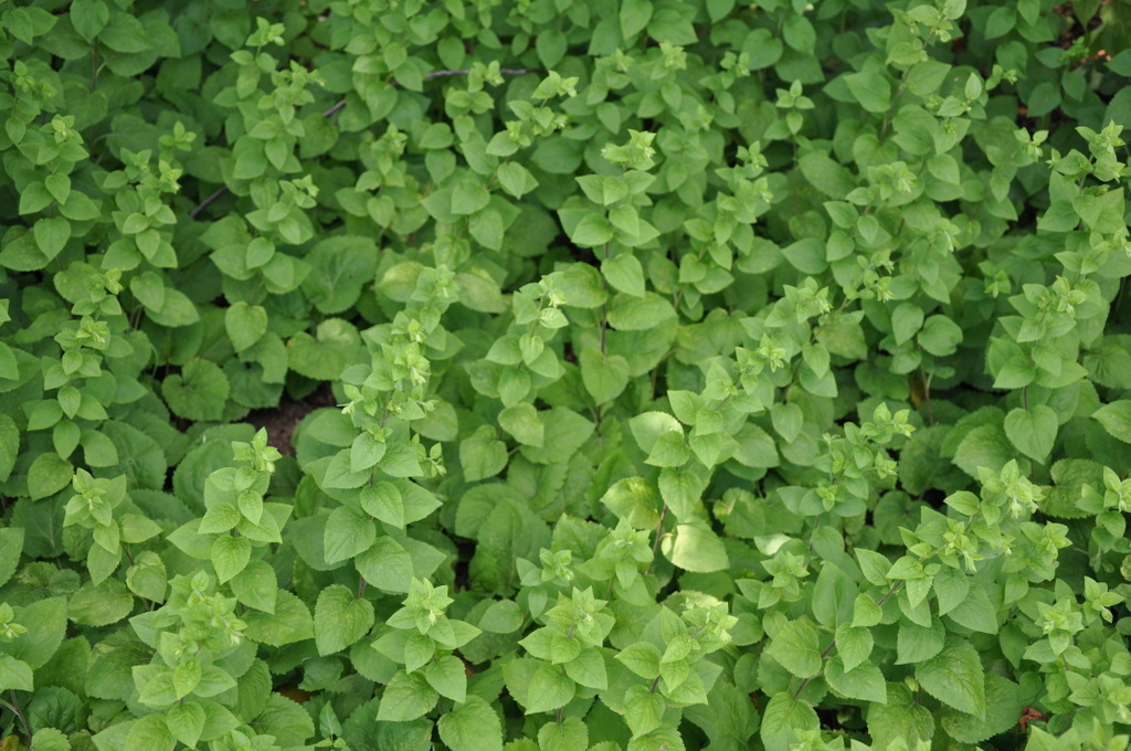 Solidago sphacelata Golden Fleece