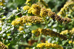 Solidago sphacelata Golden Fleece — photo 2