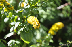 Solidago sphacelata Golden Fleece — photo 3
