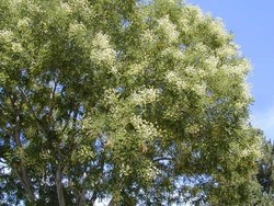 Sophora japonica — photo 2