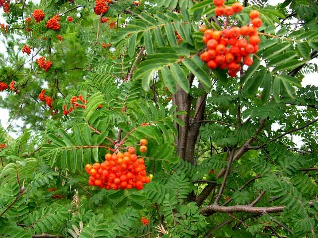 Sorbus americana Red Cascade