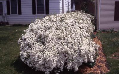 Spiraea vanhouttei Renaissance