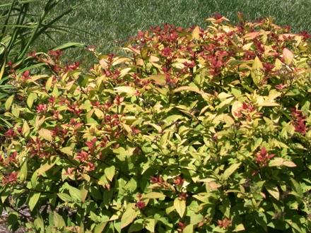 Spirea bumalda Firelight