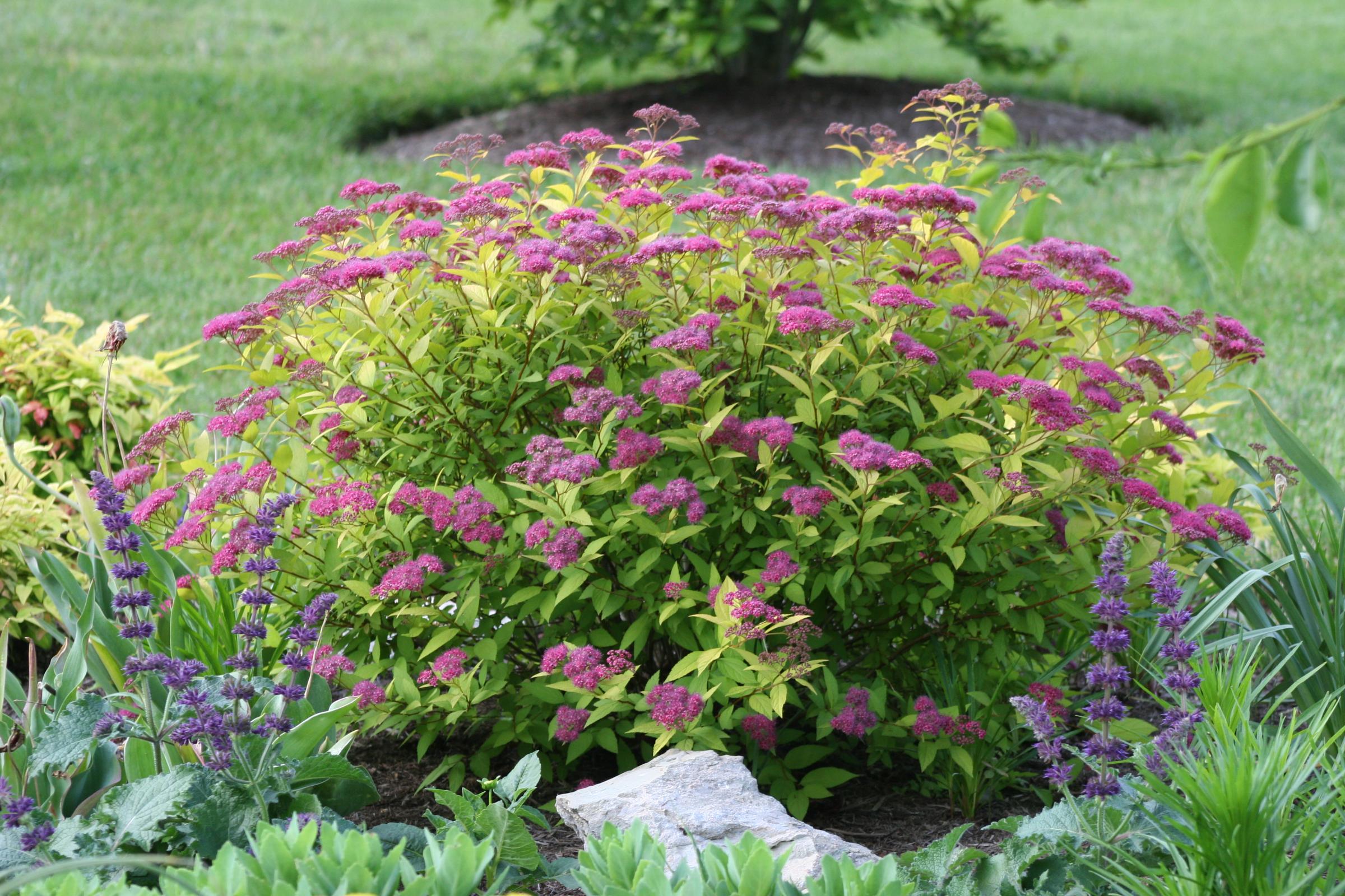 Spirea japonica 'Golden Elf'