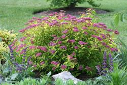 Spirea japonica 'Golden Elf' — photo 1