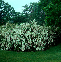 Spiraea nipponica June Bride — photo 1