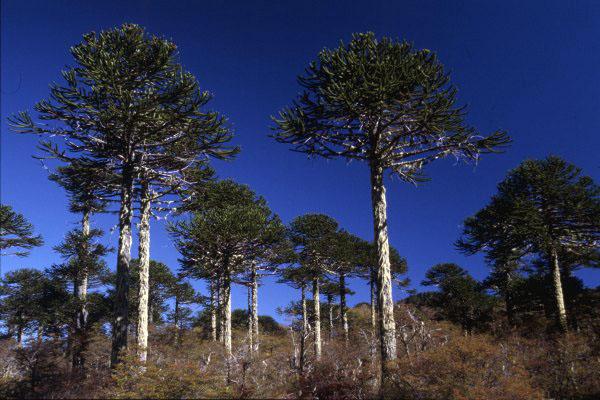 Araucaria araucana — photo 1