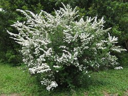 Spiraea nipponica June Bride — photo 2