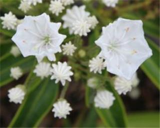 Kalmia latifolia Snowdrift