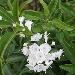 Kalmia latifolia Snowdrift — photo 2