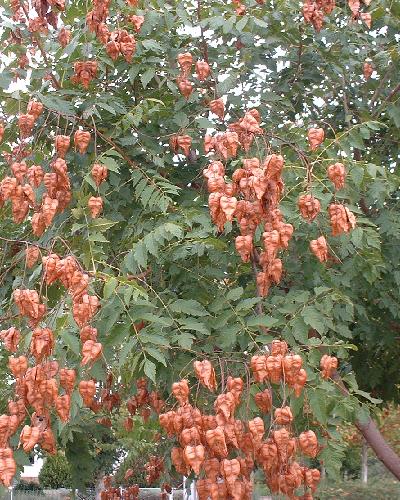 Koelreuteria paniculata Rose Lantern