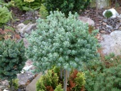 Larix laricina 'Newport Beauty' — photo 2