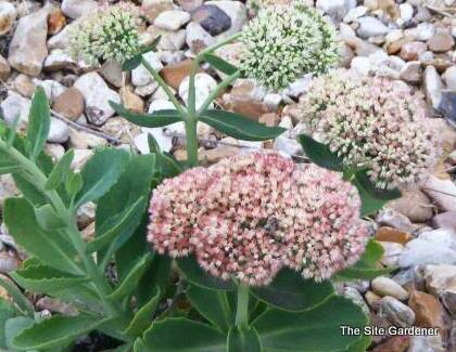 Sedum Autumn Fire