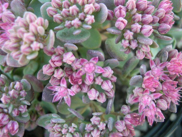 Sedum Bertram Anderson — photo 1