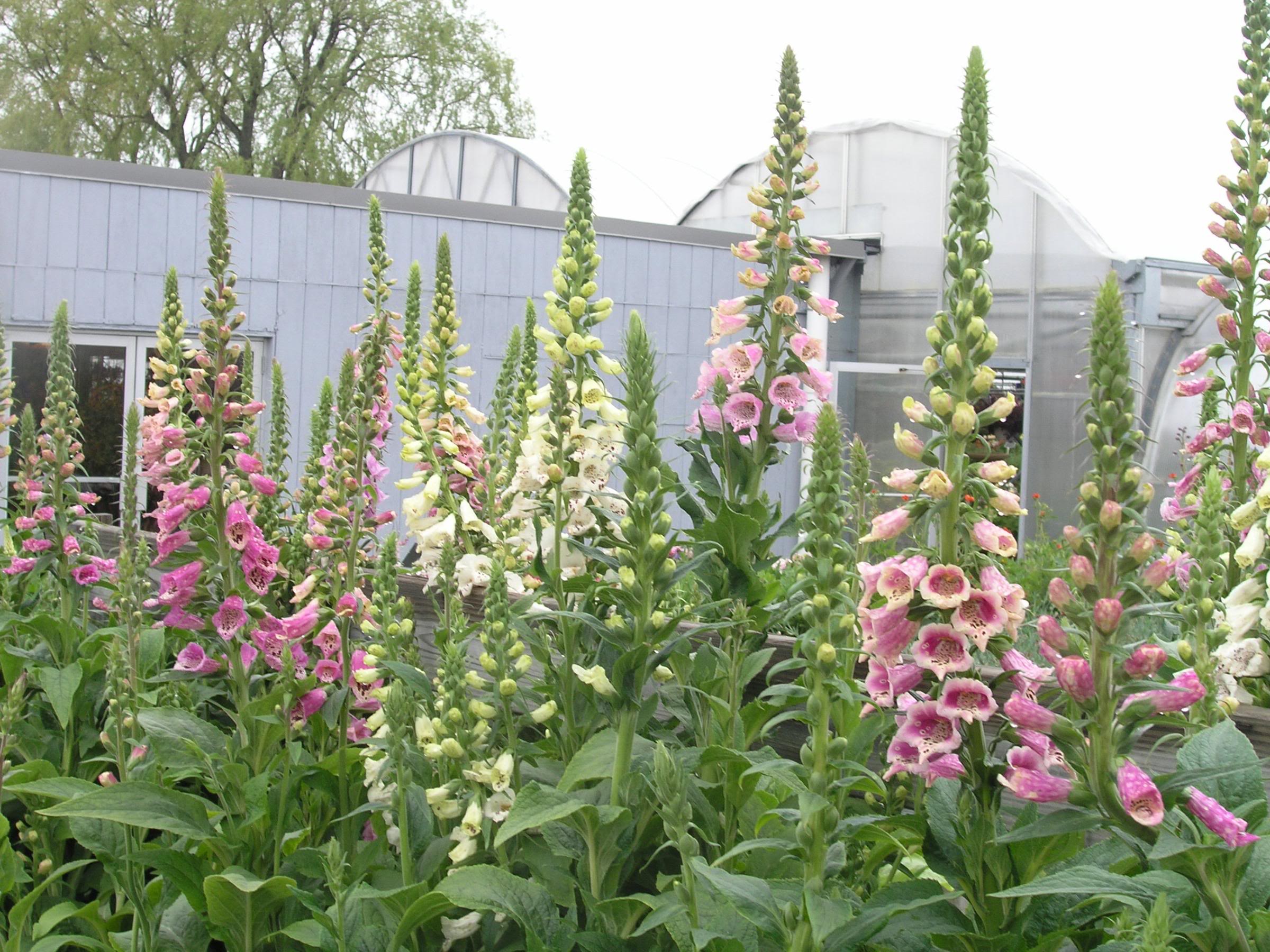 Digitalis purpurea Excelsior — photo 1