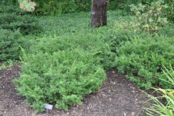 Taxus x media 'Everlow' — photo 1