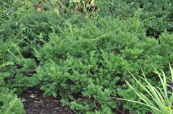 Taxus x media 'Everlow' — photo 2