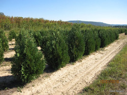 Thuja occidentalis 'Nigra' — photo 3