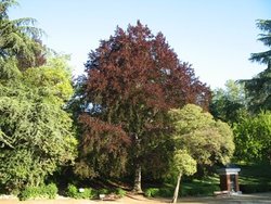 Fagus sylvatica 'Purpurea' — photo 2