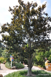 Fagus sylvatica 'Riversii' — photo 2