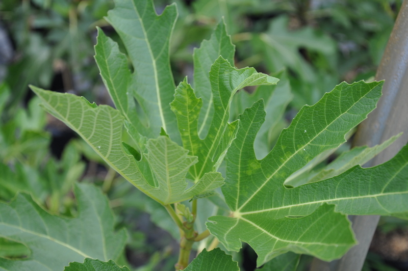 Fig Negronne