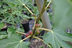 Fig Negronne — photo 2