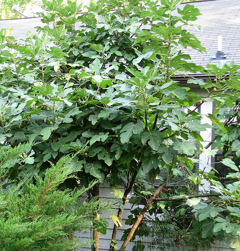 Ficus carica 'Celeste' — photo 1