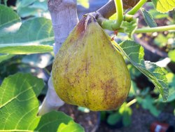 Fig Lattarulla — photo 1