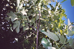 Fig Lattarulla — photo 2