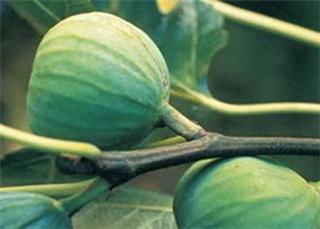 Ficus Peters Honey
