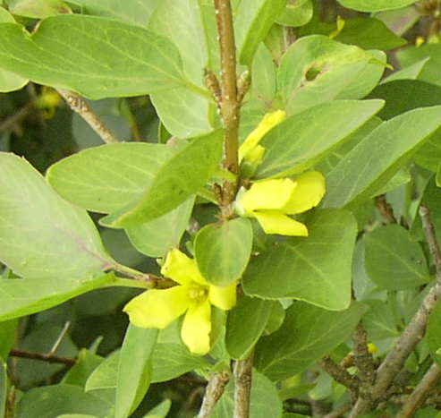 Forsythia hybrid Meadowlark
