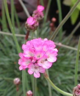 Armeria maritima 'Rubrifolia' — photo 1