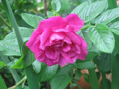Rose Hansa — photo 1