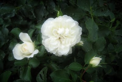 Rose Ice Meidiland — photo 1