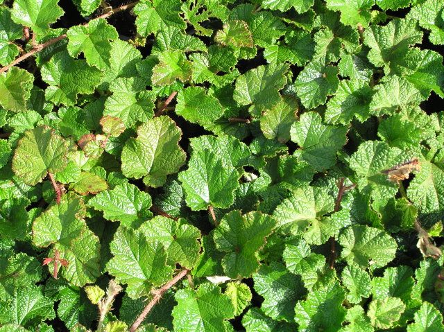 Rubus calycinoides
