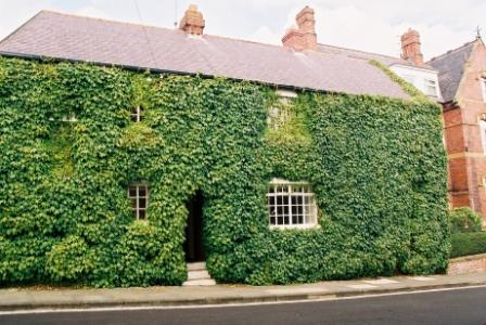 Parthenocissus tricuspidata 'Green Showers'