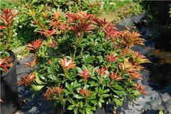 Pieris japonica 'Mountain Fire' — photo 2