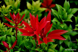 Pieris japonica 'Mountain Fire' — photo 3